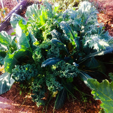Front Yard Wildlife and Food Garden