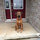 Lisa Conley FoxTrot Ridgebacks