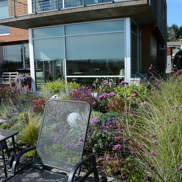Contemporary Seaside Garden