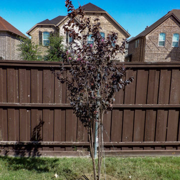 Flowering Trees & Shrubs