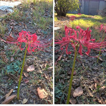 what is this flower called?