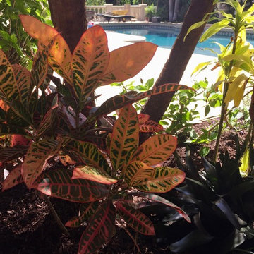 Yorba Linda Tropical