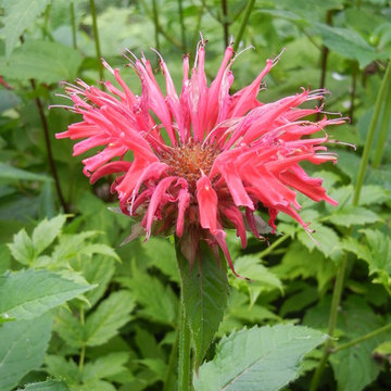 Plants that are Deer Proof: or are they?