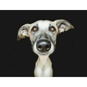 Konstantin Pichugov's photo