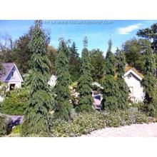 Trees for Garden
