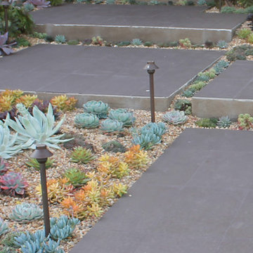 Succulents in the front