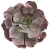 8" Echeveria Succulent Artificial Plant, 6-Piece Set
