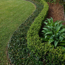HEDGES