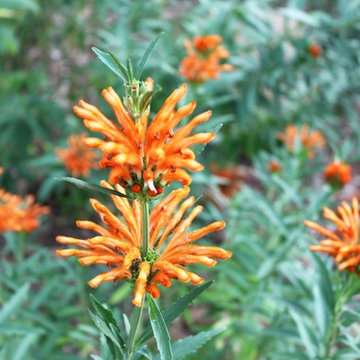 Traditional Garden to Wildlife Habitat