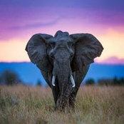 Dru Williams's photo