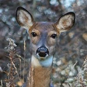 Heather Maitland-Schmidt's photo