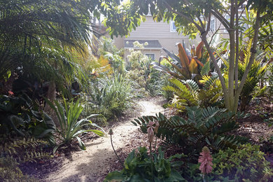 This is an example of a tropical garden in San Diego.