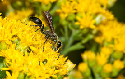 Meet the Grass-Carrying Wasp, a Gentle Pollinator of Summer Flowers