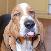 Peter Venetoklis's photo