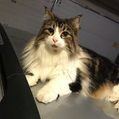 Ali Randa's photo