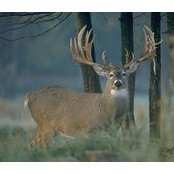 David Lallier's photo