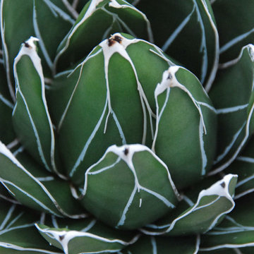Succulents at Hortus Oasis