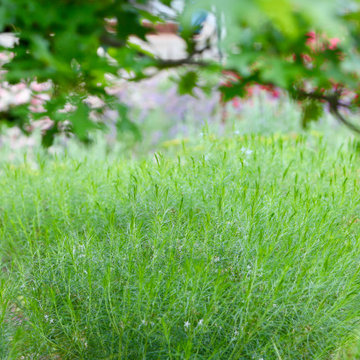 Front Yard Pollinator Paradise