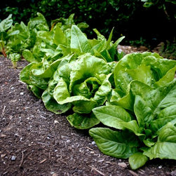 Plants & Fruits - Products