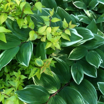 Spring in the Garden