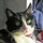 oreo_kolthoff