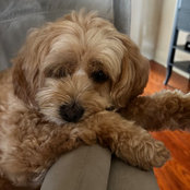 Amanda Dupont's photo