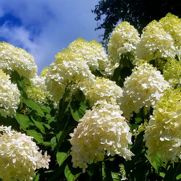 For the Love of Hydrangeas