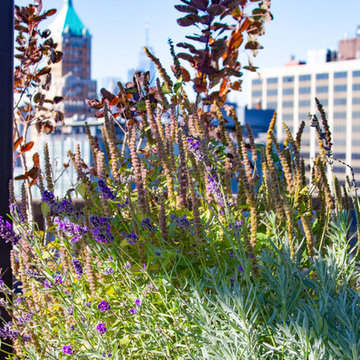 Tropical Rooftop Garden