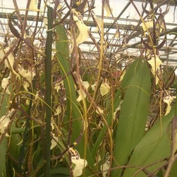 orchids - Products