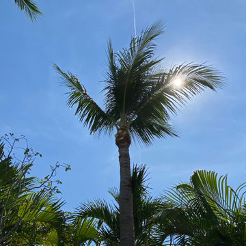 Palm Tree Maintenance & Tropical Landscape Care in Key West