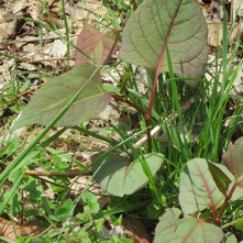 Japanese Knotweed - an invasive plant in the Hudson Valley NY