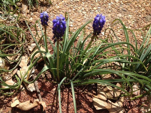 Hohe Gartenpflanze mit stacheligen blauen Blumen Kreuzworträtselfrage
