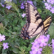 Jackie Mahler's photo