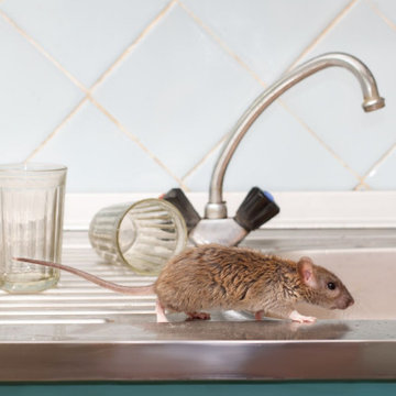City of Stars Termite Removal Experts