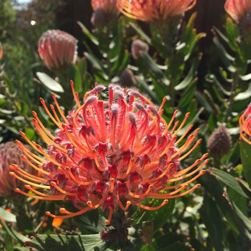 Alameda Drought Tolerant Garden