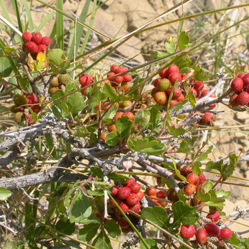 Rhus aromatica (R. trilobata)
