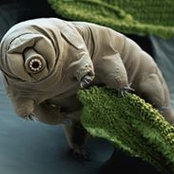 Foto de Daniel Extinction
