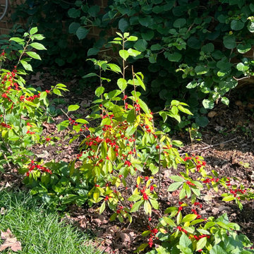 Native Plant Transformation of a HOA restricted landscape