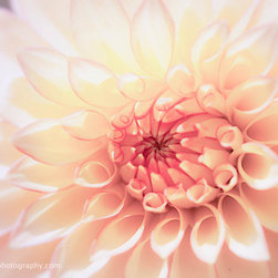 In Love with Dahlia - Photographs