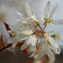 Native Flowering Trees - Products