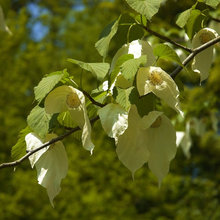 Trees