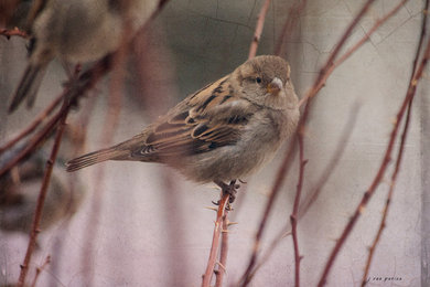 Sparrow Series #4