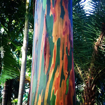Rainbow Eucalyptus