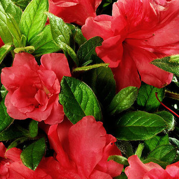Encore Azalea Autumn Monarch™