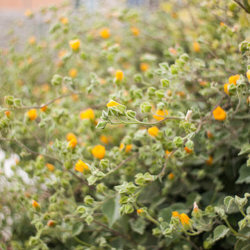 Abutilon Palmeri / Palmer's Indian Mallow
