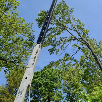 Tree Removal & Risk Mitigation Near Residential Property