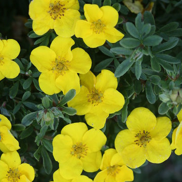 Happy Face® Bush Cinquefoil