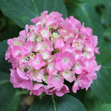 Hydrangea paniculata
