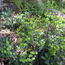 Planting Under Oak Trees