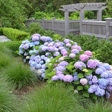 backyard landscaping